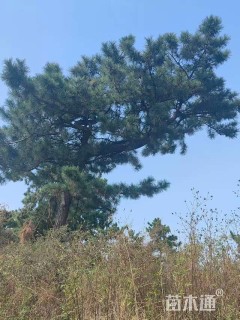 45公分造型油松