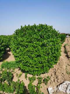 冠幅150厘米大叶黄杨球