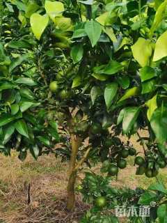 高度100厘米春见柑桔