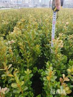 高度35厘米瓜子黄杨