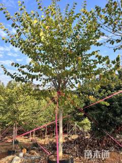 12公分宫粉紫荆