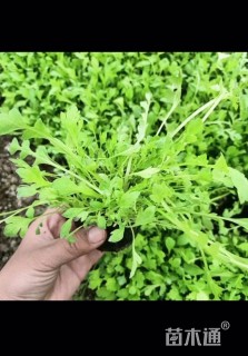 高度20厘米虞美人