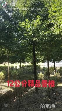 12公分香樟