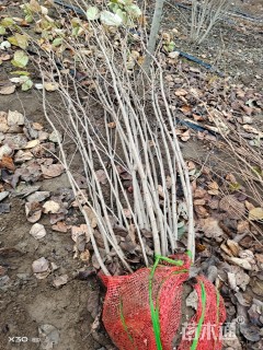 高度250厘米丛生紫荆