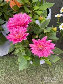 高度20厘米大丽花