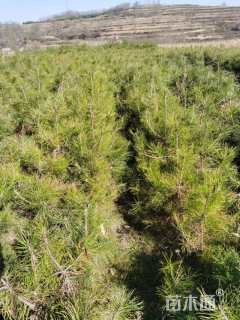 高度120厘米油松