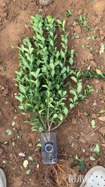 冠幅150厘米大叶黄杨球