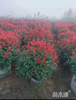 冠幅100厘米红叶石楠球