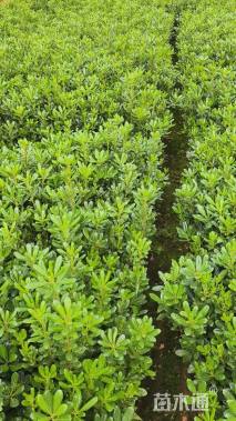 高度30厘米海桐