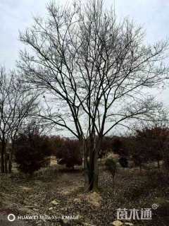 40公分(4杆)丛生朴树