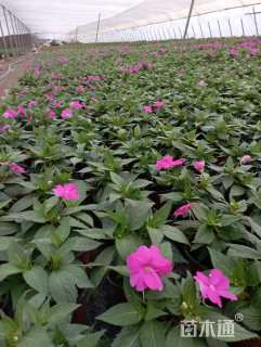 高度20厘米非洲凤仙