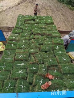 草块状天堂草