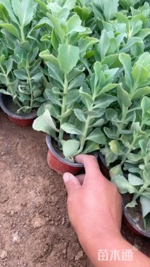 高度15厘米八宝景天