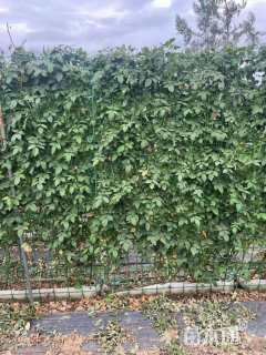 高度180厘米月季