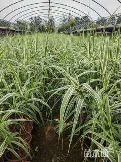 高度35厘米花叶芦竹