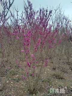 高度200厘米丛生紫荆