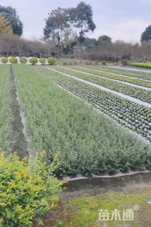 高度35厘米金禾女贞