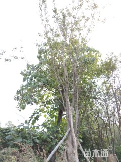 25公分茶条槭