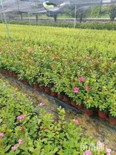 高度30厘米杜鹃