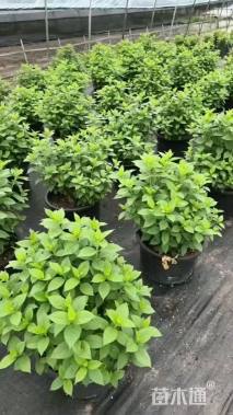 高度30厘米圆锥绣球