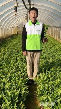 高度30厘米荚迷