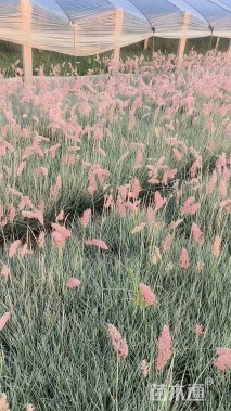 高度40厘米坡地毛冠草