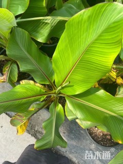 高度60厘米观音芋