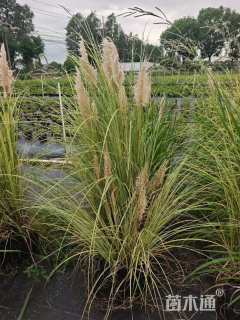 高度60厘米蒲苇
