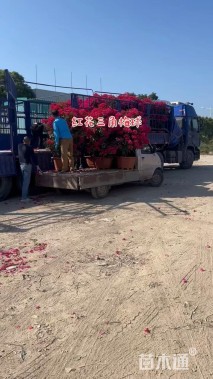 冠幅90厘米三角梅球