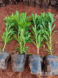 高度30厘米木春菊