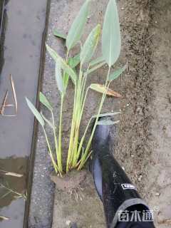 高度120厘米再力花