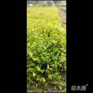 高度50厘米金莎蔓