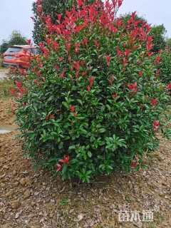 冠幅180厘米红叶石楠球