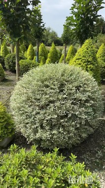 冠幅120厘米银姬小蜡球