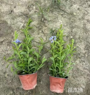 高度35厘米蓝雪花