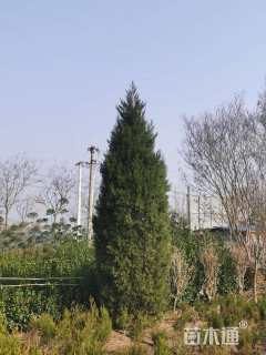 高度350厘米蜀桧