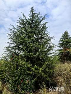 高度400厘米雪松