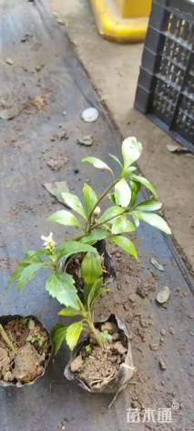 高度20厘米富贵草