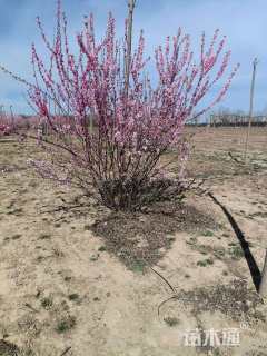 高度2.5厘米丛生榆叶梅