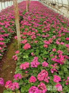 高度30厘米天竺葵