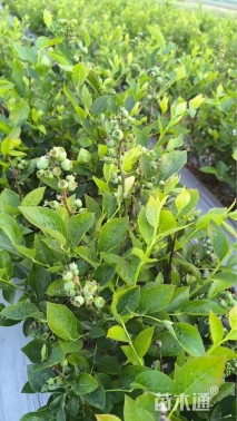 高度35厘米蓝莓