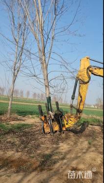 20公分美国红枫