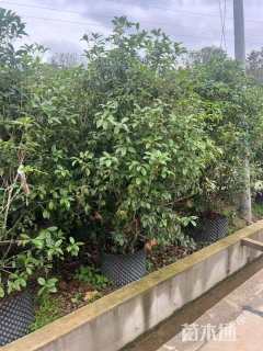 高度300厘米丛生桂花