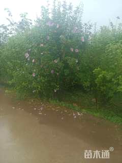 高度200厘米木槿