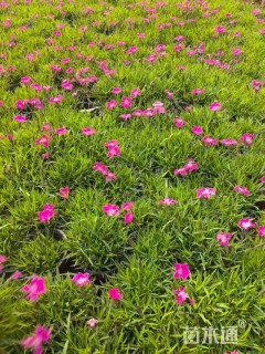 高度10厘米欧石竹