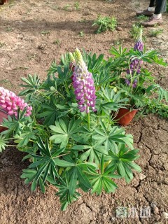 高度30厘米羽扇豆