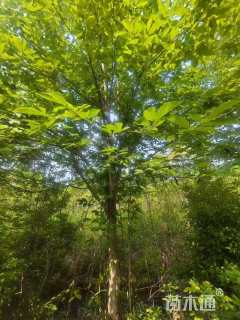 10公分二乔玉兰