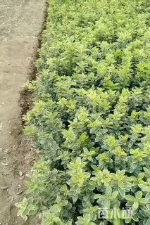 高度40厘米金边黄杨小苗