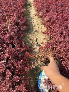 高度16厘米胭脂红景天