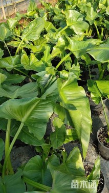 高度50厘米马蹄莲